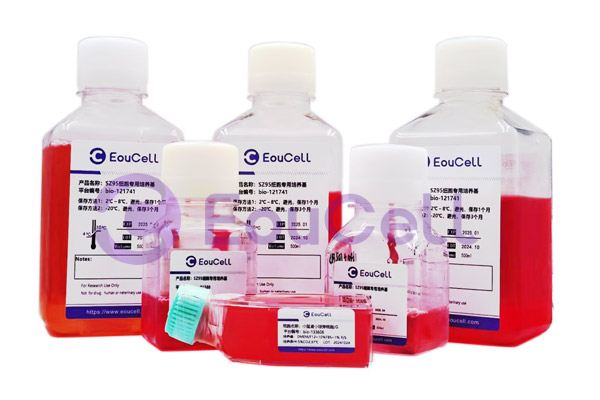 SV40转染 人真皮成纤维细胞永生化